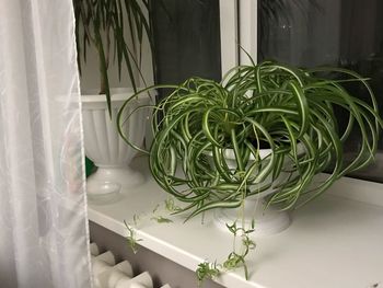 High angle view of potted plant on table