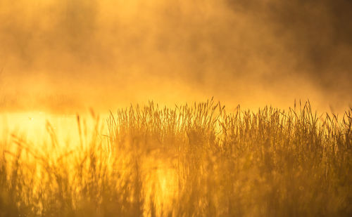 A beautiful spring sunrise mist over the flooded wetlands. warm spring scenery of swamp with grass.