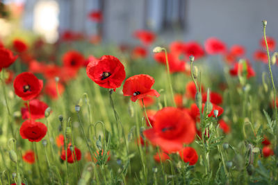 Close-up of poppy flowers blooming in field