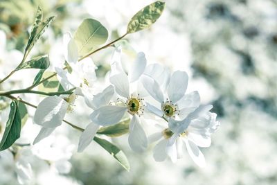 Close-up of cherry blossom on tree