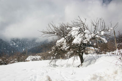 Trees on snow covered field against sky