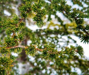 Low angle view of pine tree leaves