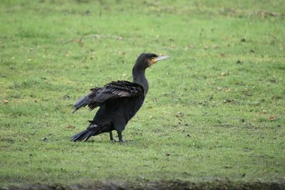 Bird perching on a field