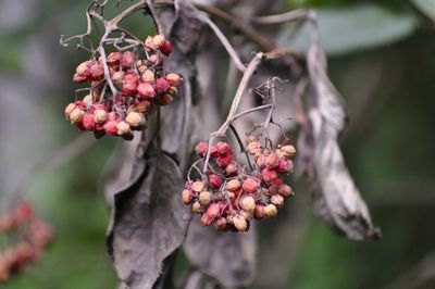 Close-up of red berries on plant