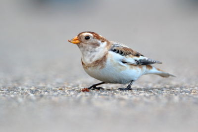 Close-up of snow bunting on street