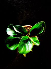 Close-up of green plant against black background