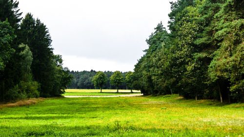 Trees on field against sky