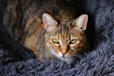 Close-up portrait of a cat resting