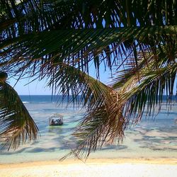 Palm trees on beach against sky