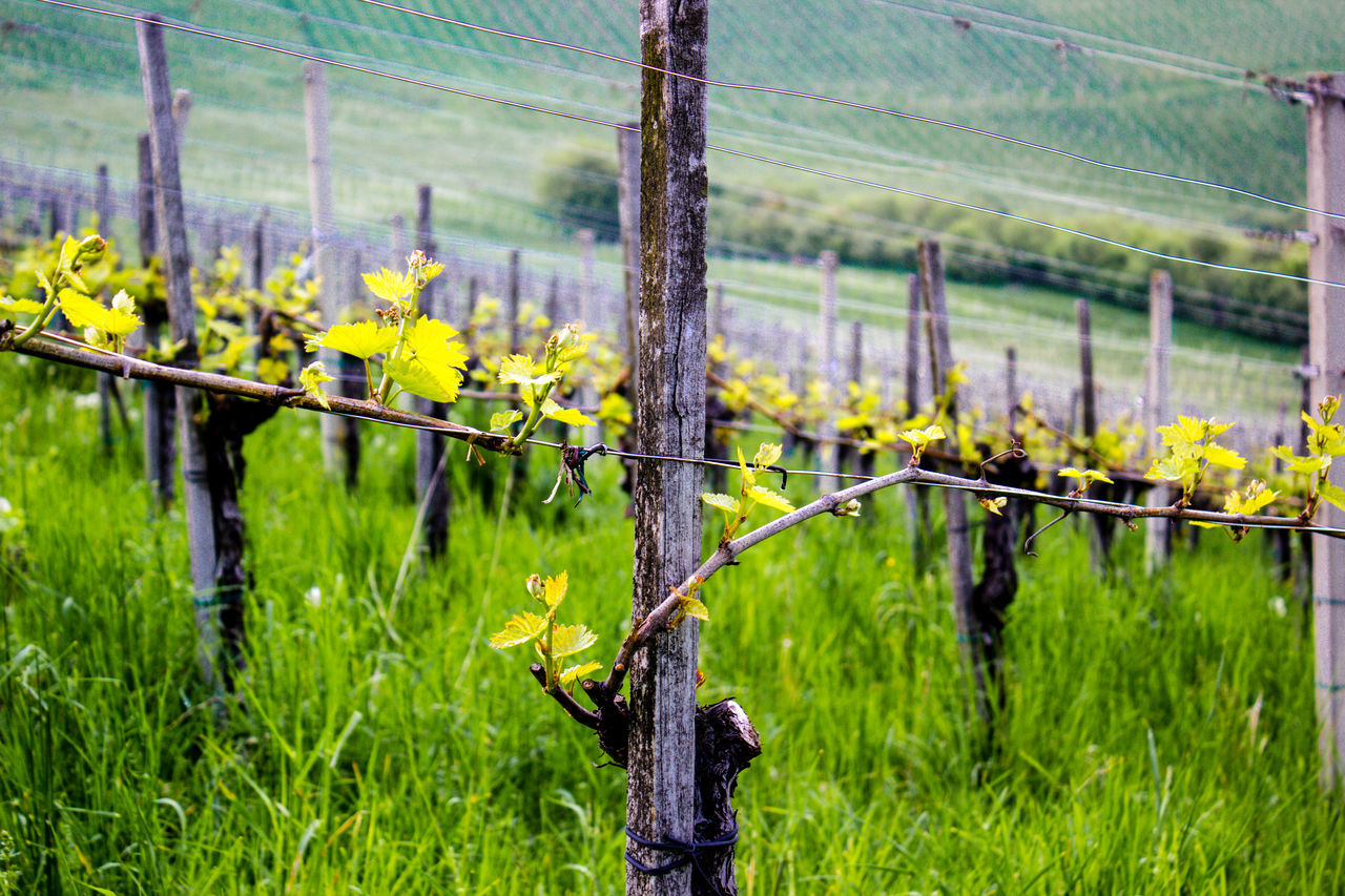 Winegrowing