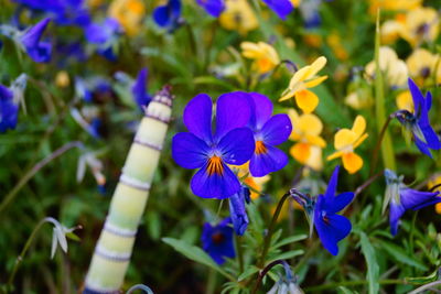 Close-up of purple flowering plants on field