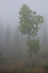 Trees in forest