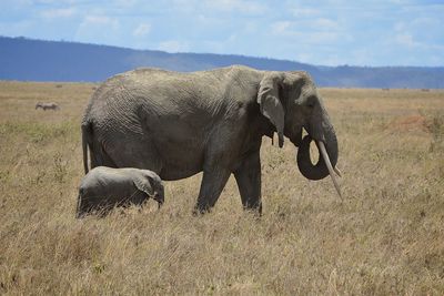 View of elephant on field
