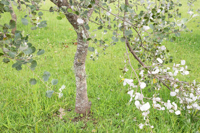 Close-up of white flowers blooming on field