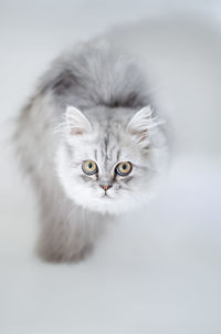 Close-up portrait of a cat