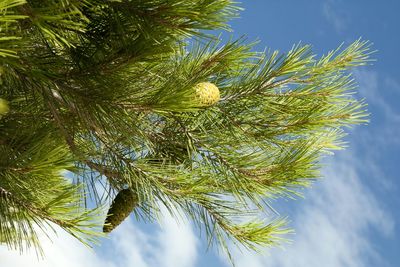 Low angle view of trees against sky