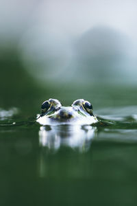 Close-up of turtle swimming in lake