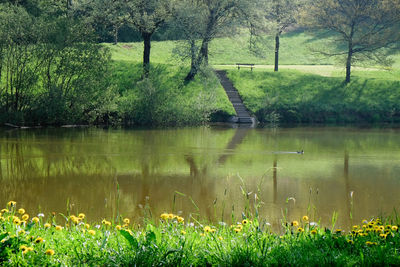 Scenic view of lake by trees