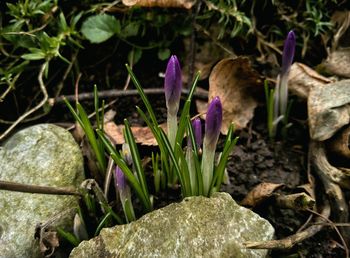 Close-up of purple flowers