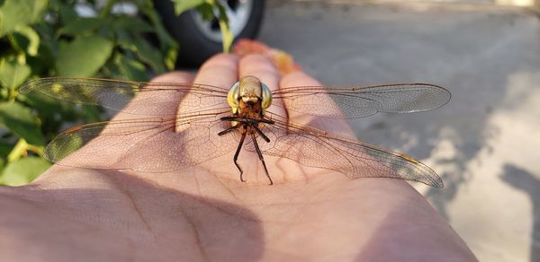 Close-up of a hand holding insect