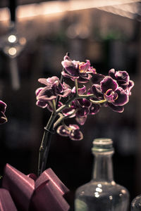 Close-up of pink rose flower in vase