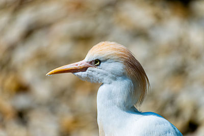 Close-up of a bird looking away