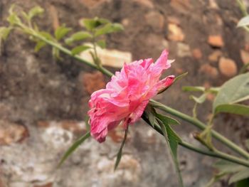 Close-up of pink flower