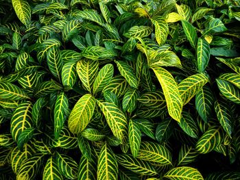 Full frame shot of green plants