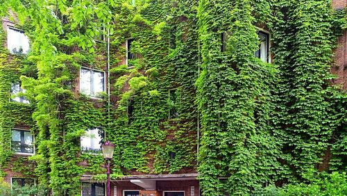 Low angle view of trees and plants in forest