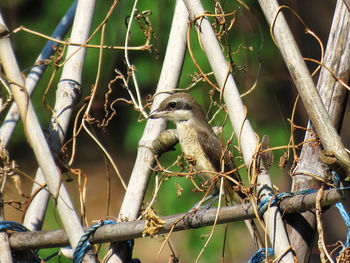 Close-up of bird perching on tree