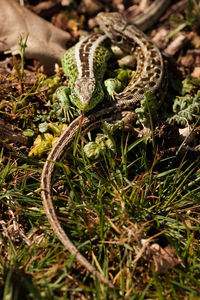 Close-up of snake on field