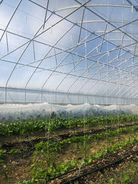 Scenic view of field seen through greenhouse growing organic vegetables