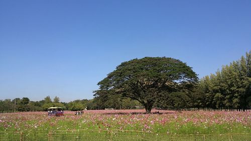 Trees on field against clear blue sky