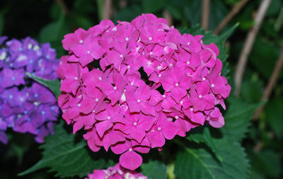 Close-up of pink hydrangea flowers