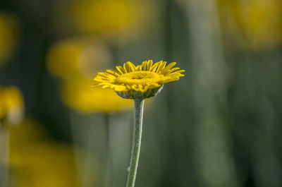 Close-up of yellow flowering plant