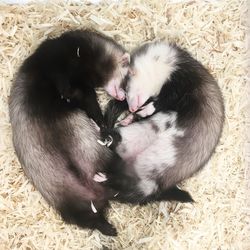 Close-up of cute dog relaxing on floor