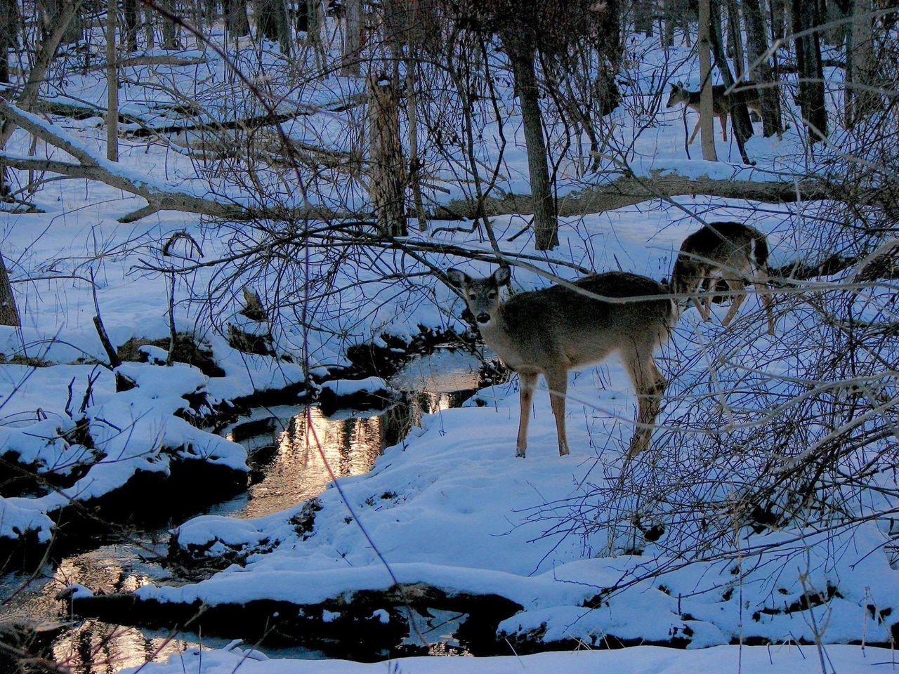 animal themes, tree, water, bare tree, branch, winter, snow, nature, lake, one animal, mammal, cold temperature, tranquility, wildlife, day, animals in the wild, reflection, river, beauty in nature, domestic animals