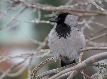 Close-up of bird perching on branch