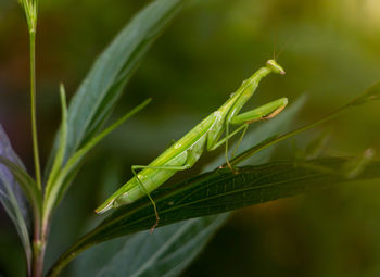 green color