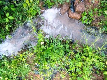 High angle view of water flowing through rocks