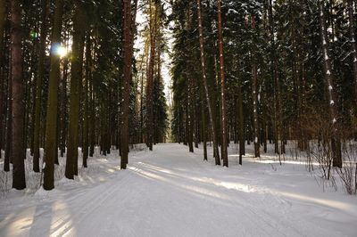 Trees on snow covered land during winter in forest