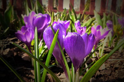 Close-up of purple crocus flowers on field