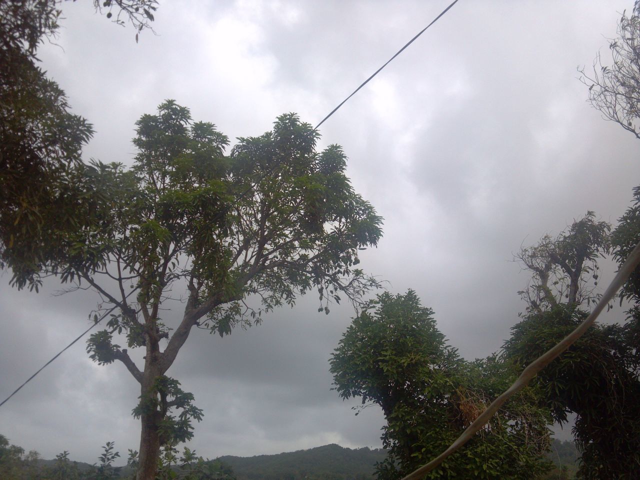 tree, sky, low angle view, cloud - sky, cloudy, tranquility, growth, nature, beauty in nature, branch, cloud, tranquil scene, scenics, power line, silhouette, outdoors, no people, day, overcast, weather