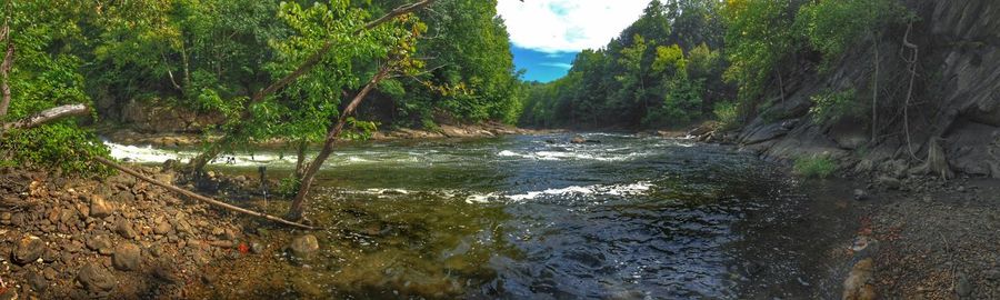 River flowing through forest