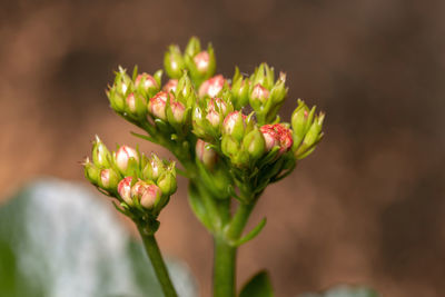 Close-up of succulent plant