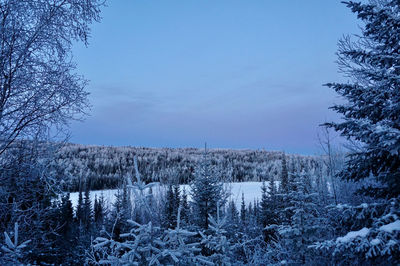 Scenic view of snow covered land and pine trees against sky