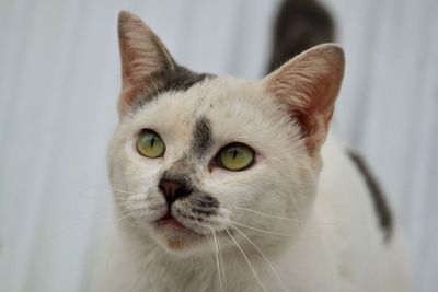 Close-up portrait of tabby cat