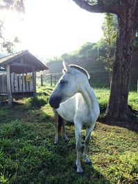Horse standing on field against sky