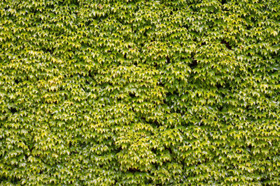 Full frame shot of plants