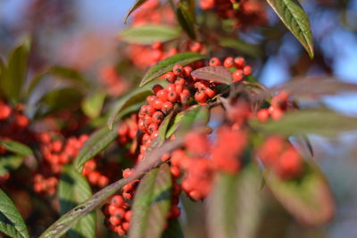 Close-up of berries growing on tree